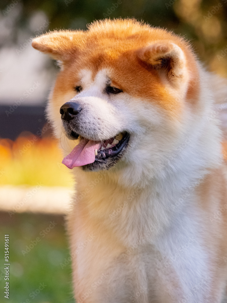 Dog of the breed shiba-inu close-up in the park in sunny weather