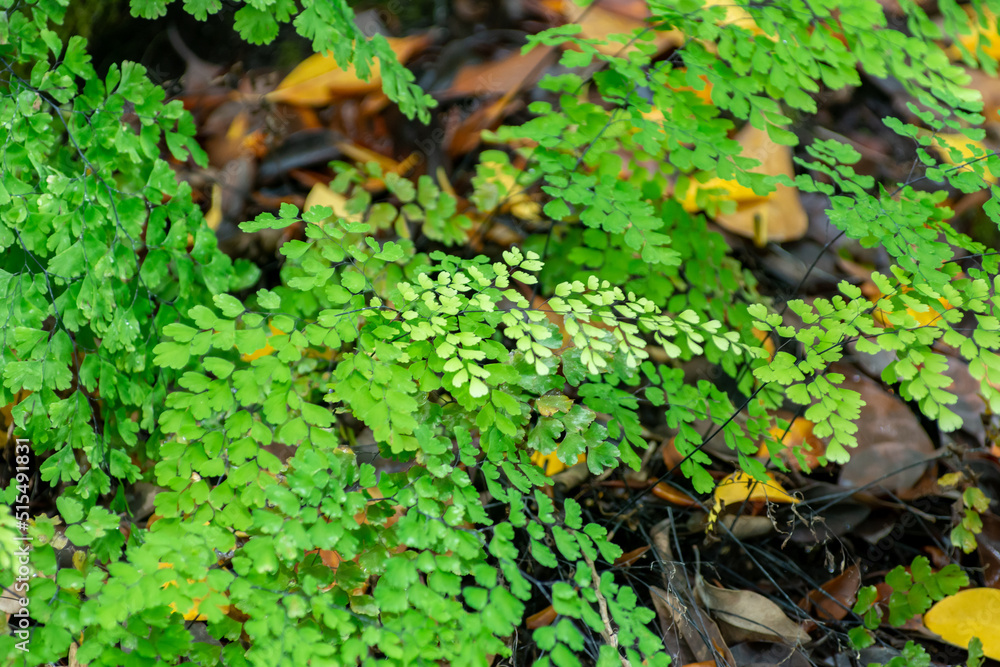 Adiantum Capillum-Veneris Green Leaves in summer Adiantum Capillum-Veneris Green Leaves in summer