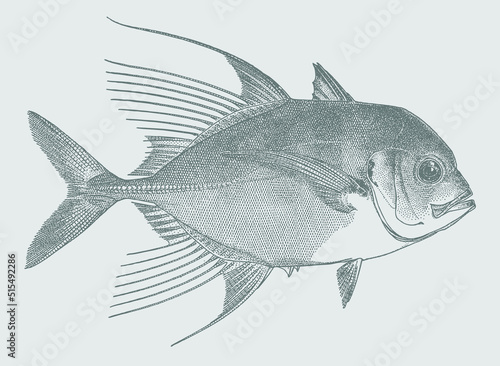 Bumpnose trevally carangoides hedlandensis, marine food fish in side view