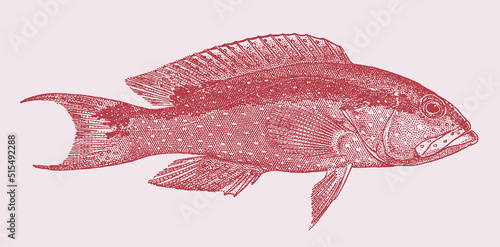 Juvenile yellow-edged lyretail variola louti, tropical food fish in side view photo