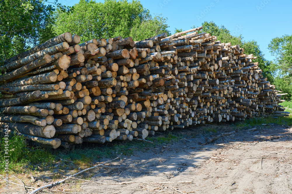 Drying logs outside. Stack of logs in fores. Preparing firewood for the winter.