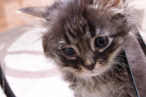 Small gray kitten with sore eyes closeup