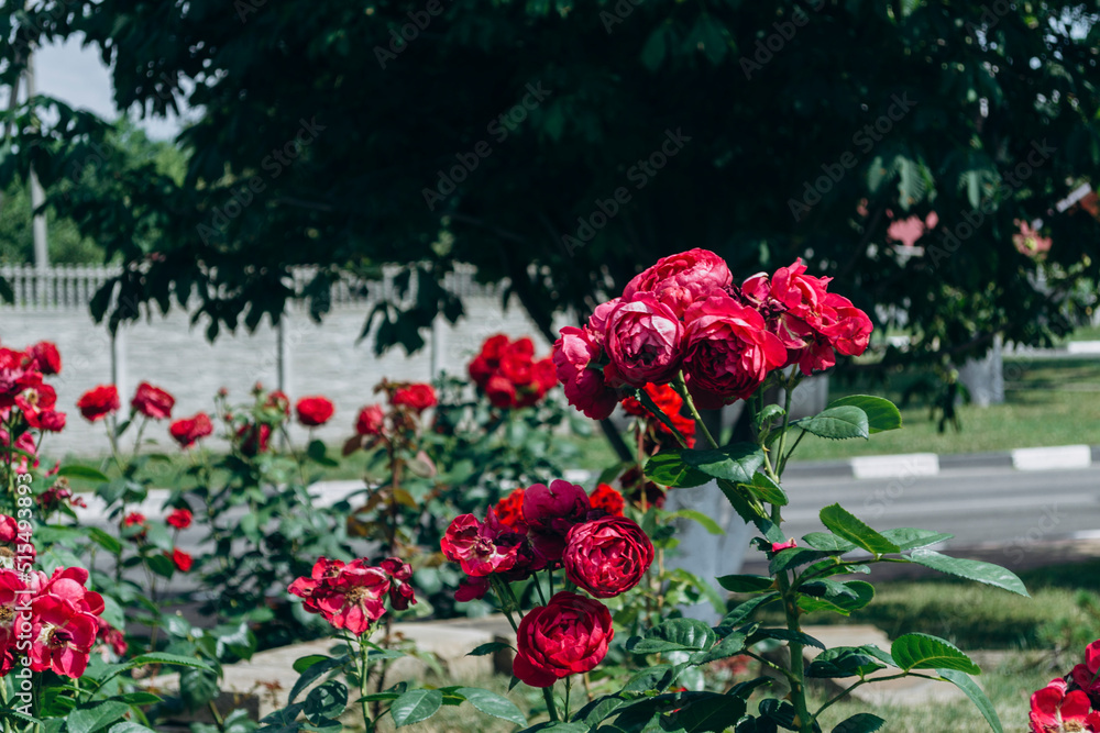 rose in the park rose in the park