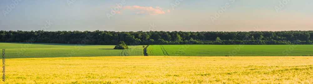 Fields of agricultural crops. Forest on the horizon. Panoramic view