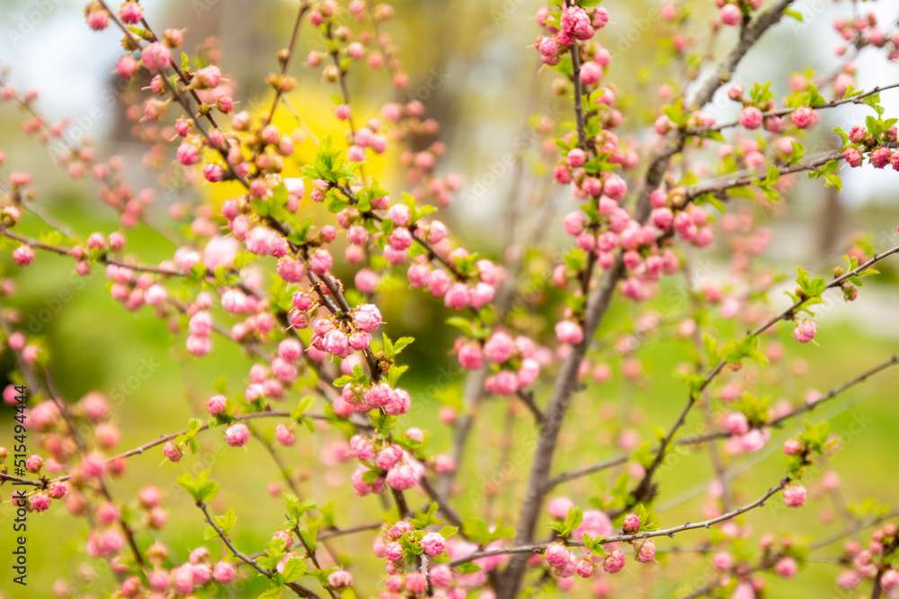 many blooming pink roses on a bush close-up in a spring garden. large bushes of pink roses blooming in a city park. care of garden rose bushes many blooming pink roses on a bush close-up in a spring garden. large bushes of pink roses blooming in a city park. care of garden rose bushes
