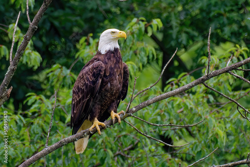 American Bald Eagle in Windsor in Upstate NY.  Beautiful Adult Bald Eagle in Summer in Broome County NY.  Eagle perched on a tree branch.