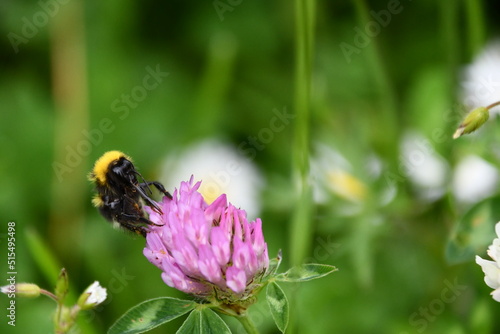 Bumblebee, bumblebee, bumble bee, bumble-bee, humble-bee