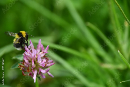 Bumblebee, bumblebee, bumble bee, bumble-bee, humble-bee © Audrius