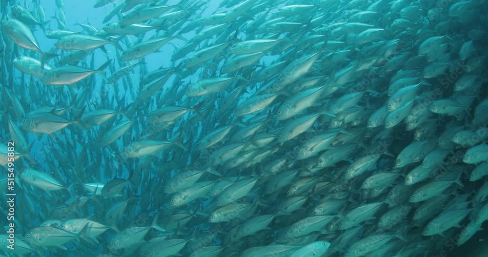 Big eye Trevally Jack, (Caranx sexfasciatus) Forming a polarized school, bait ball or tornado. Cabo Pulmo National Park, Cousteau once named it The world's aquarium. Baja California Sur,Mexico.
Big eye Trevally Jack, (Caranx sexfasciatus) Forming a polarized school, bait ball or tornado. Cabo Pulmo National Park, Cousteau once named it The world's aquarium. Baja California Sur,Mexico.