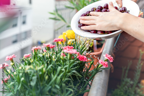 Close-up woman hand watering blooming pink carnation flower pots with water after washing cherry fruit vegetables in bowl home balcony terrace garden. Sustainable efficient water usage reduce concept photo