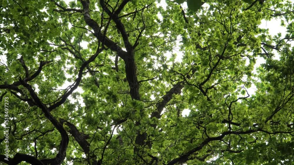 Low angle looking up view to the big oak treetop foliage. Low angle looking up view to the big oak treetop foliage.