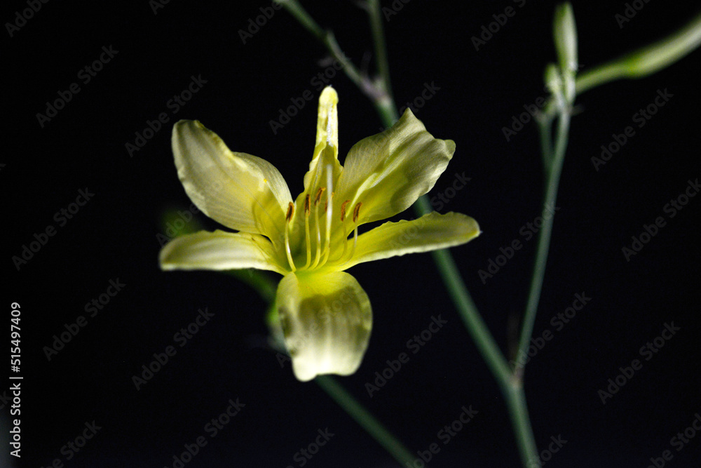 Obraz premium ユウスゲ