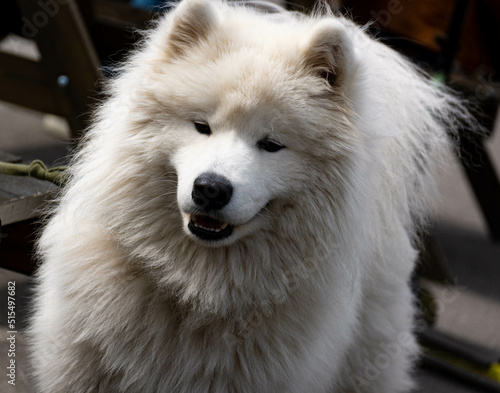 a large white shaggy fluffy dog is a Samoyed breed dog similar to a bear cub