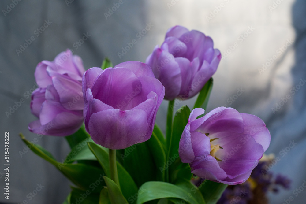 Obraz premium Close-up photo of tulips with lilac petals in partial defocus together with gray background