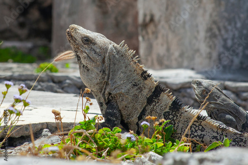 Large iguanas lizards in the stones of Tulum Ruins, Mexico