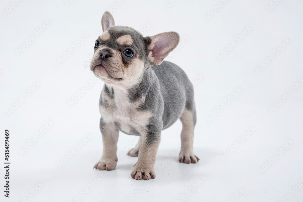 Cute little French bulldog puppy Sitting on white background