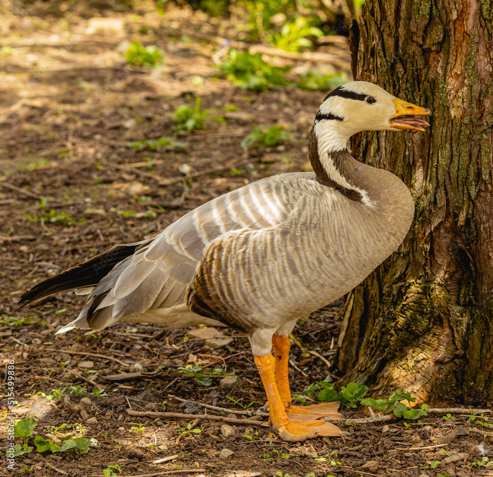 A bar-headed goose near a tree calling out on a sunny summer day. A bar-headed goose near a tree calling out on a sunny summer day.