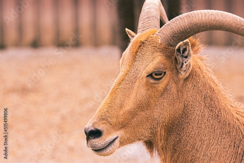 Close up portrait of a barbary sheep with horns and a large snout.