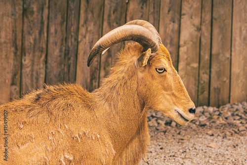 Photography Close up side profile of a barbary sheep with horns and a large snout