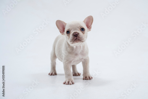 Cute little French bulldog puppy Sitting on white background © Francois