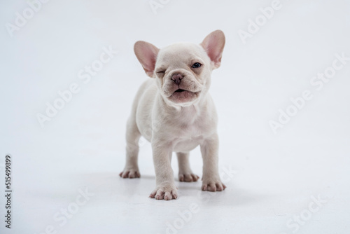 Cute little French bulldog puppy Sitting on white background