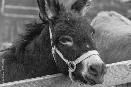 A closeup portrait of a donkey in black and white. photo