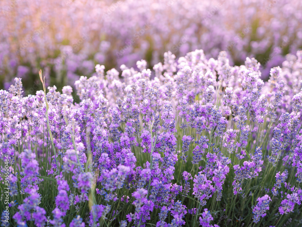 Close up lavender field. Cosmetic background with lavandula blossom flower on a golden hour