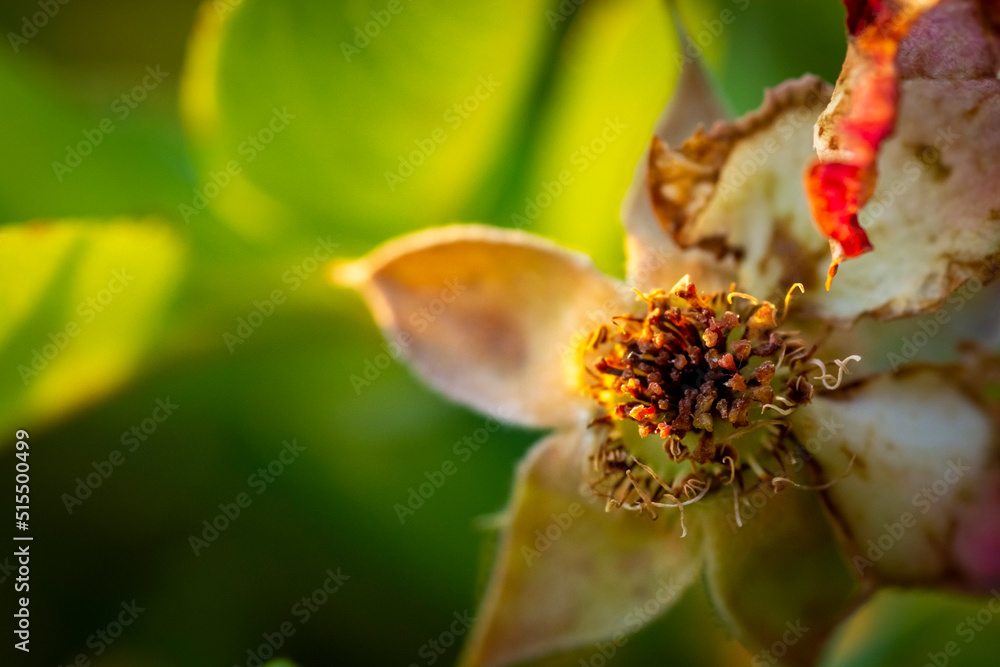 Obraz premium close up on a flower