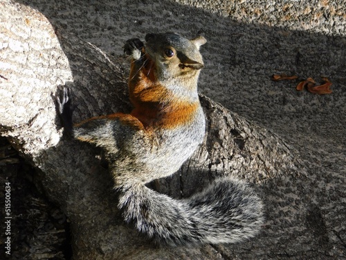 ardilla comiendo en arbol