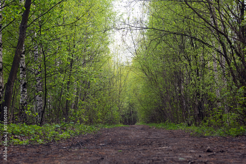 Fototapeta premium Path between trees in the summer forest, walking through the forest