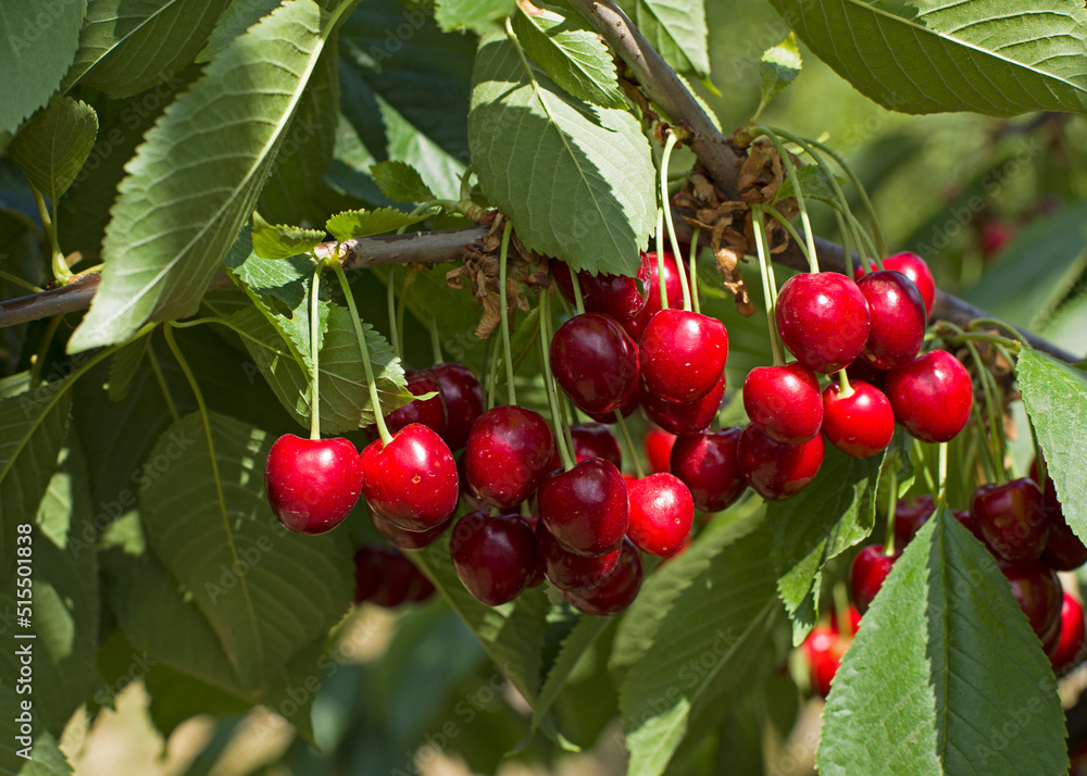 ripe and juicy cherries on a farm tree, fruits in the garden close-up