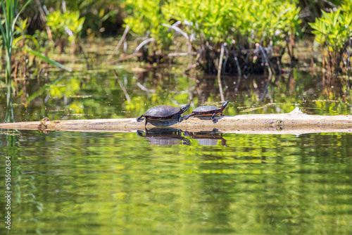 Fototapeta Naklejka Na Ścianę i Meble -  Painted Turtles resting on a log in the river