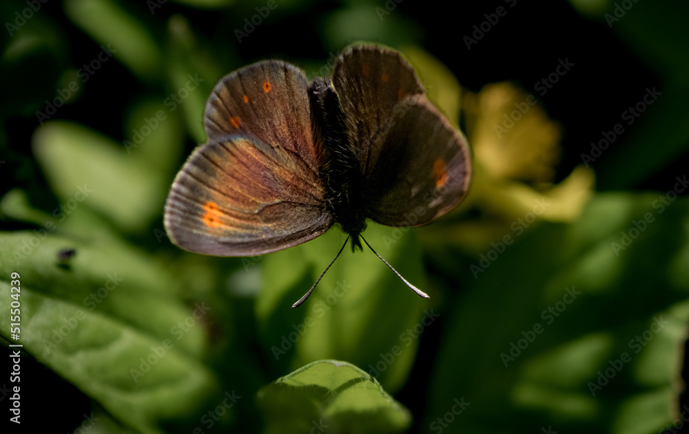 Obraz premium butterfly on a flower