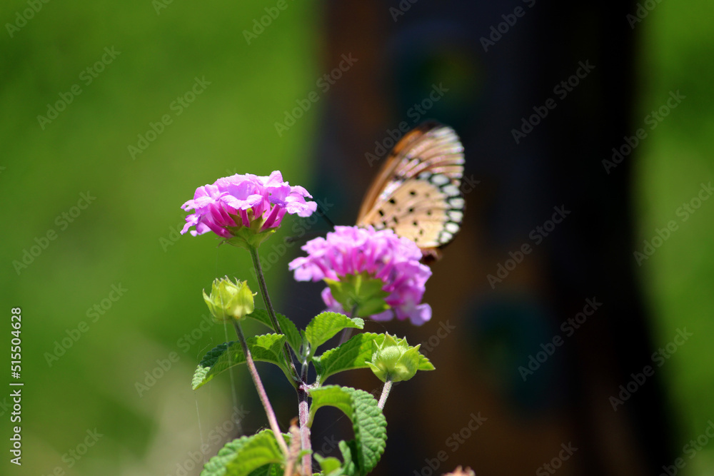 Lantana Camara flower with copy space. Lantana Camara flower with copy space.