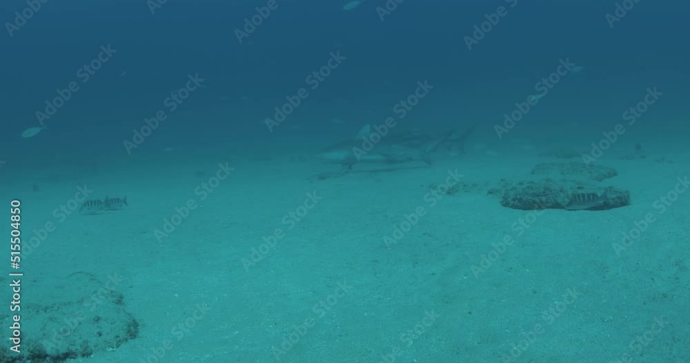 Bull Shark (Carcharhinus leucas). reefs of the Sea of Cortez, Pacific ocean. Cabo Pulmo, Baja California Sur, Mexico. The world's aquarium. Bull Shark (Carcharhinus leucas). reefs of the Sea of Cortez, Pacific ocean. Cabo Pulmo, Baja California Sur, Mexico. The world's aquarium.
