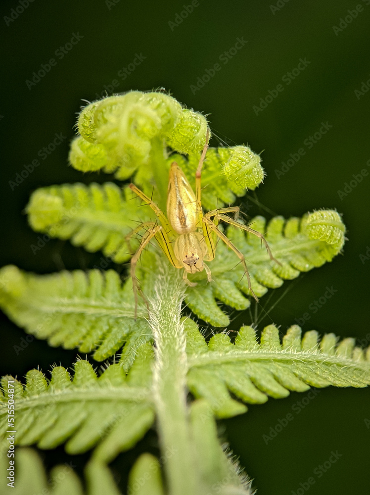 Fototapeta premium Spider on a leaf