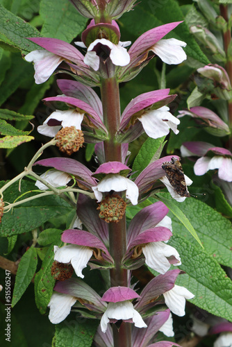 Close up of an acanthus hungaricus or bears breeches growing in an English country garden. A butterfly is perched on one of the blossoms