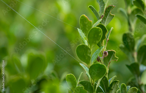 Brown Garden snail (Cornu aspersum) photo