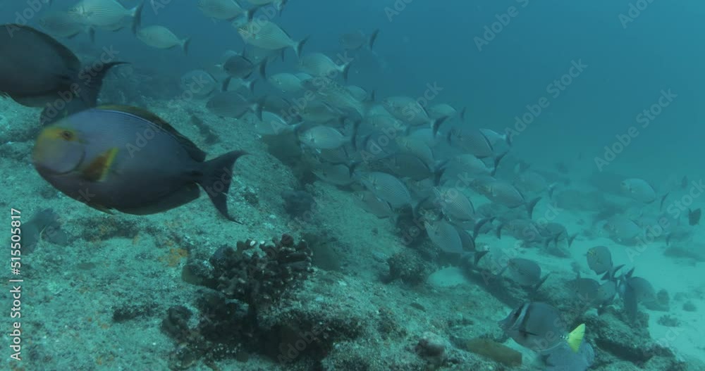 Reef fishes from the sea of cortez, mexico Reef fishes from the sea of cortez, mexico