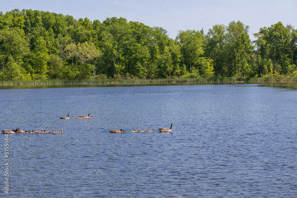 Canada Geese and goslings swimming in a lake