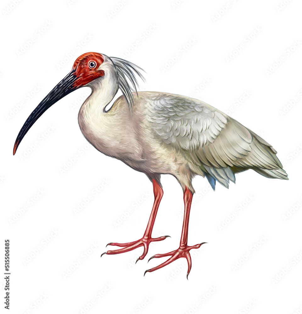 Fototapeta premium The crested ibis, Japanese ibis (Nipponia nippon