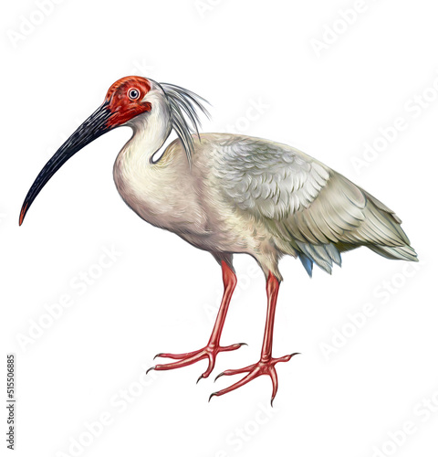 The crested ibis, Japanese ibis (Nipponia nippon photo