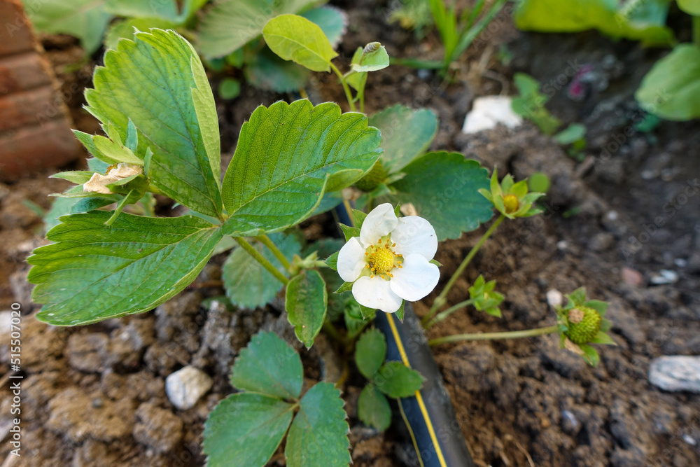 strawberry cultivation in the garden and in the open field, strawberry cultivation in the garden and in the open field,