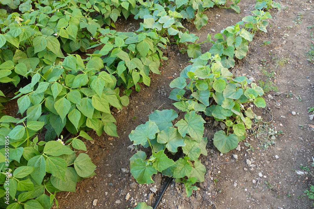 bean farming, organic and natural table bean plant in the garden, bean farming, organic and natural table bean plant in the garden,