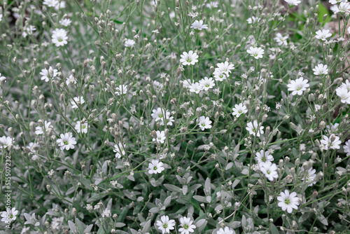 Cerastium tomentosum - herbaceous perennial with felty foliage and white flowers, often used as ground cover photo