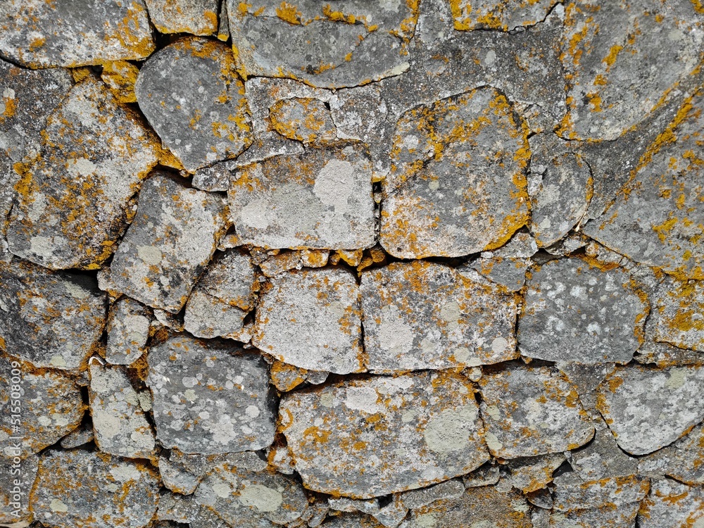 Obraz premium Flechten auf Steinen