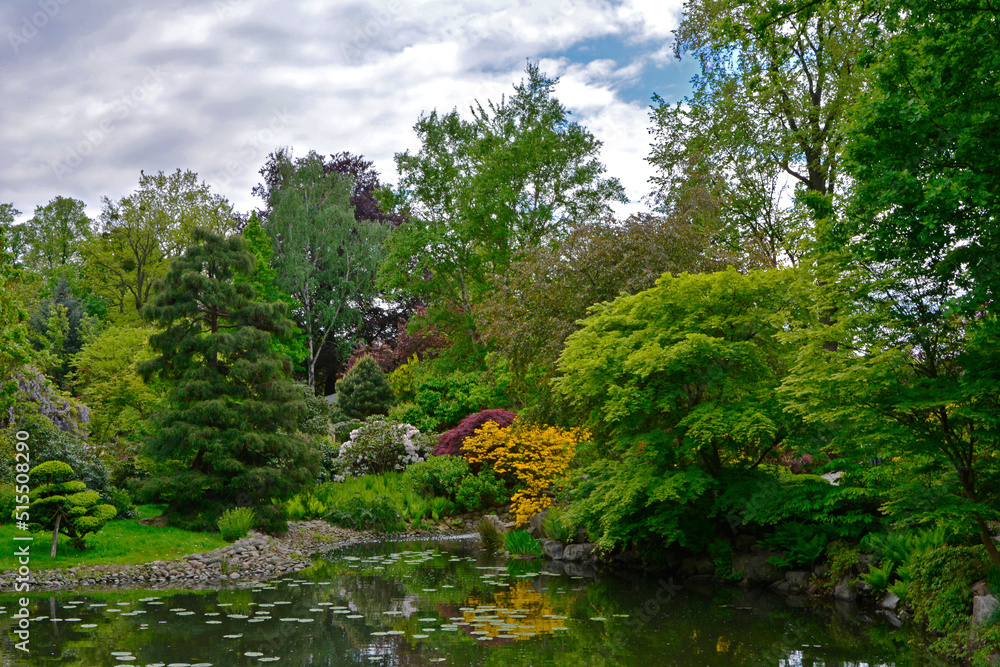 Obraz premium zielone drzewa i krzewy, kwitnace rododendrony, ogród japoński, odbicie w wodzie, 