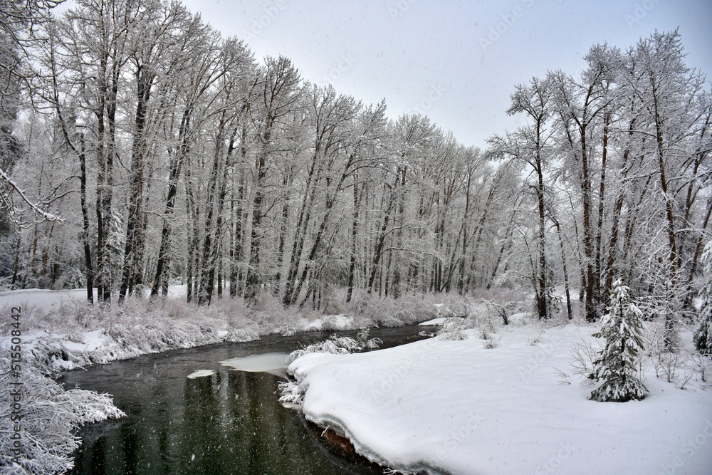 winter landscape with trees