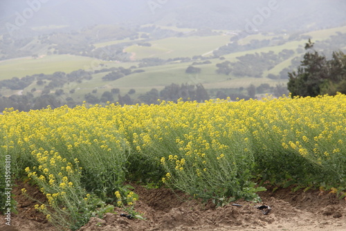 Field of flowers, Mission Soledad, California