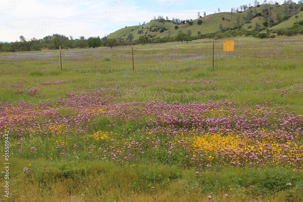 The field in mission san antonio de padua, jolon, california